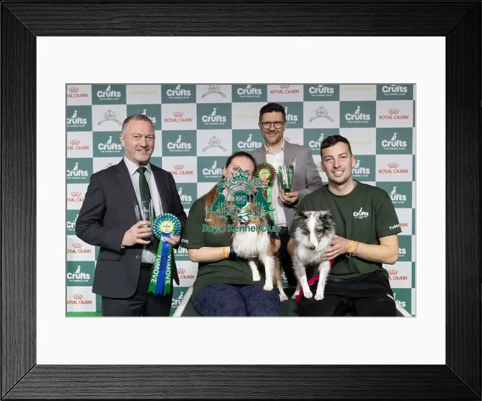 Framed Print : Agility Crufts Singles Final Small Winner Martin Read with Get with it eager to work Framed Print : Agility Crufts Singles Final Small Winner Martin Read with Get with it eager to work