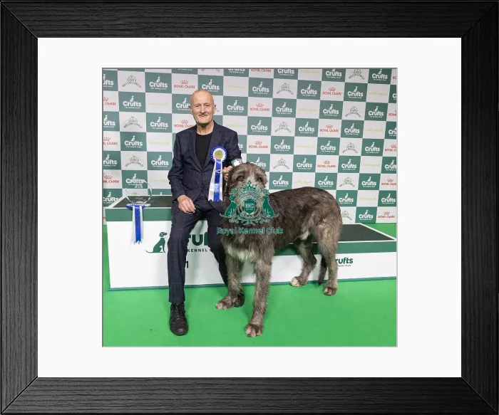 Framed Print : Vulnerable Breeds Competion Winner Roger Tebburtt with Tozzie an Irish Wolfhound (Friday 07 / 03 / 25) Framed Print : Vulnerable Breeds Competion Winner Roger Tebburtt with Tozzie an Irish Wolfhound (Friday 07 / 03 / 25)