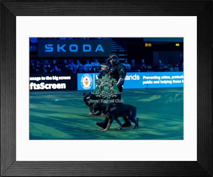 Framed Print : West Midlands Police Dog Unit Display in action Framed Print : West Midlands Police Dog Unit Display in action