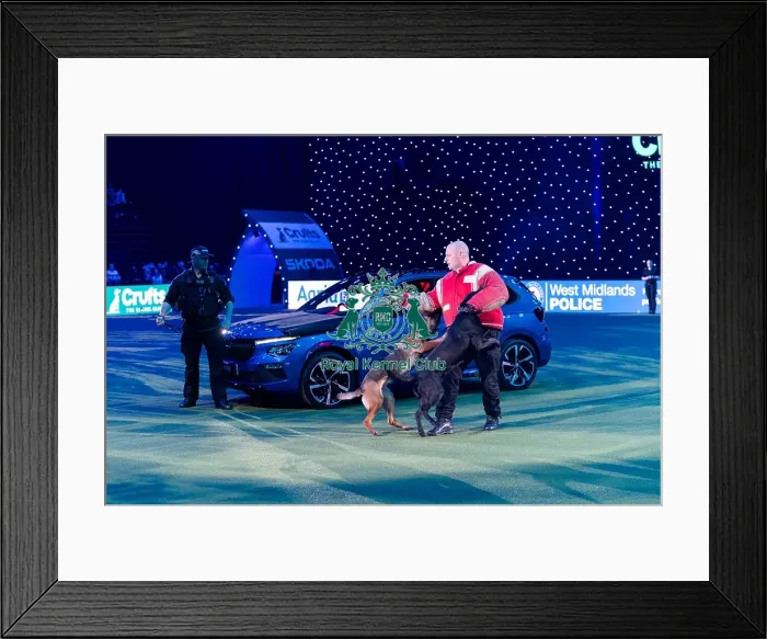 Framed Print : West Midlands Police Dog Unit Display in action Framed Print : West Midlands Police Dog Unit Display in action