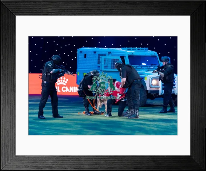 Framed Print : West Midlands Police Dog Unit Display in action Framed Print : West Midlands Police Dog Unit Display in action