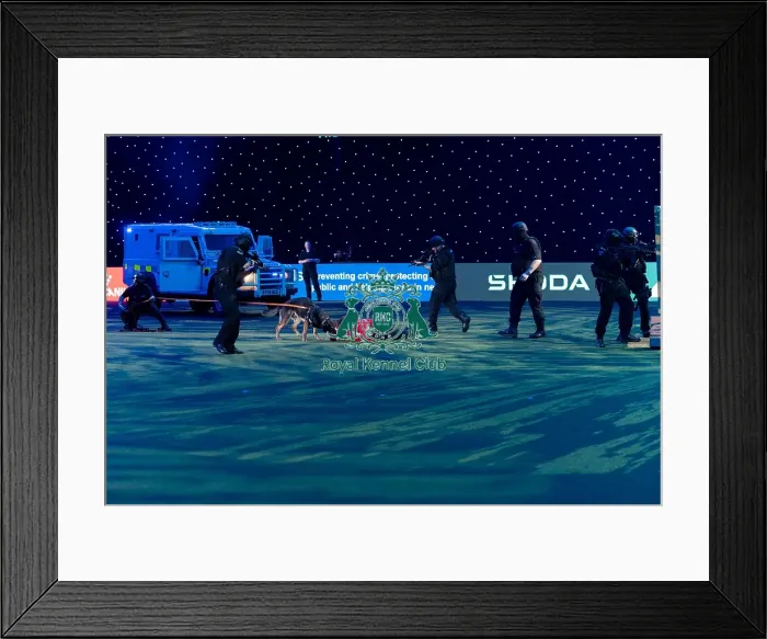 Framed Print : West Midlands Police Dog Unit Display in action Framed Print : West Midlands Police Dog Unit Display in action