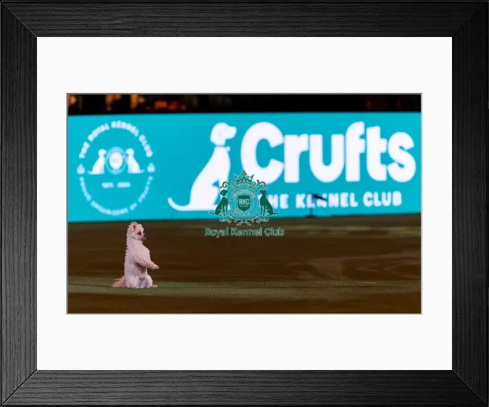 Framed Print : Lucy Heath Freestyle Heelwork to Music (Friday 07 / 03 / 25) Framed Print : Lucy Heath Freestyle Heelwork to Music (Friday 07 / 03 / 25)