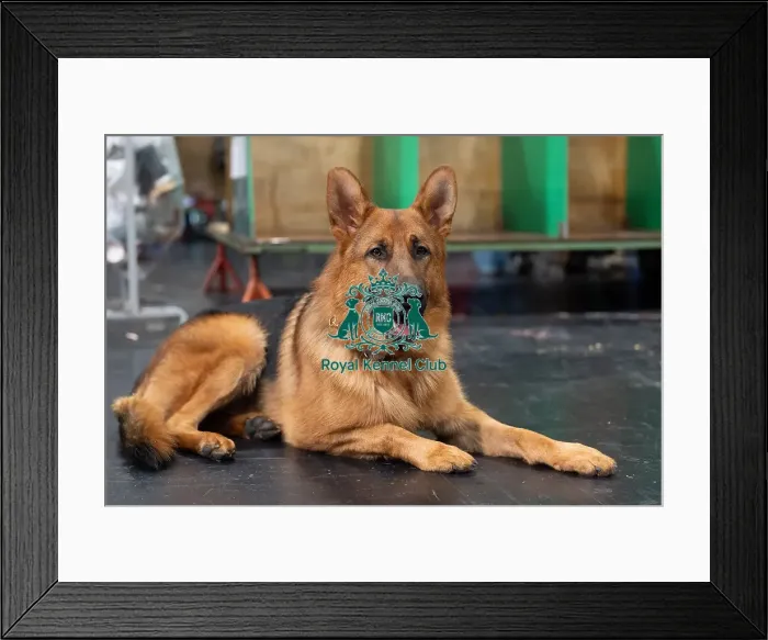 Framed Print : Tara Fisher from Linconshire with Jayce