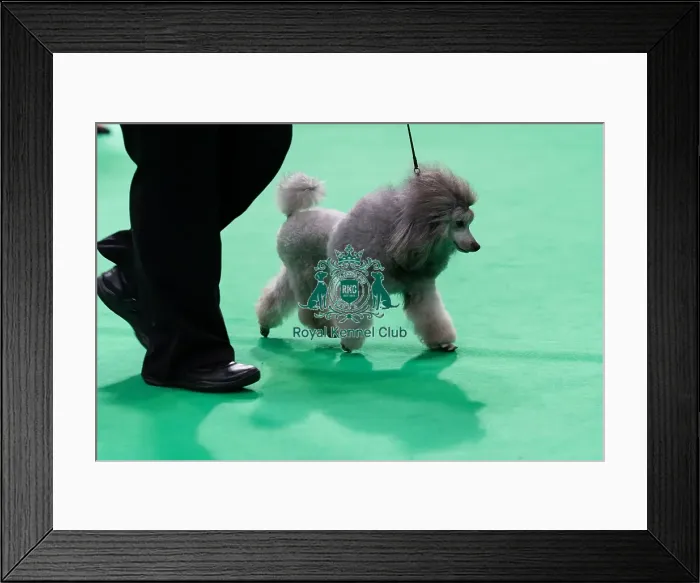 Framed Print : Philtre Silver Loretta, a Poodle (Toy) Framed Print : Philtre Silver Loretta, a Poodle (Toy)