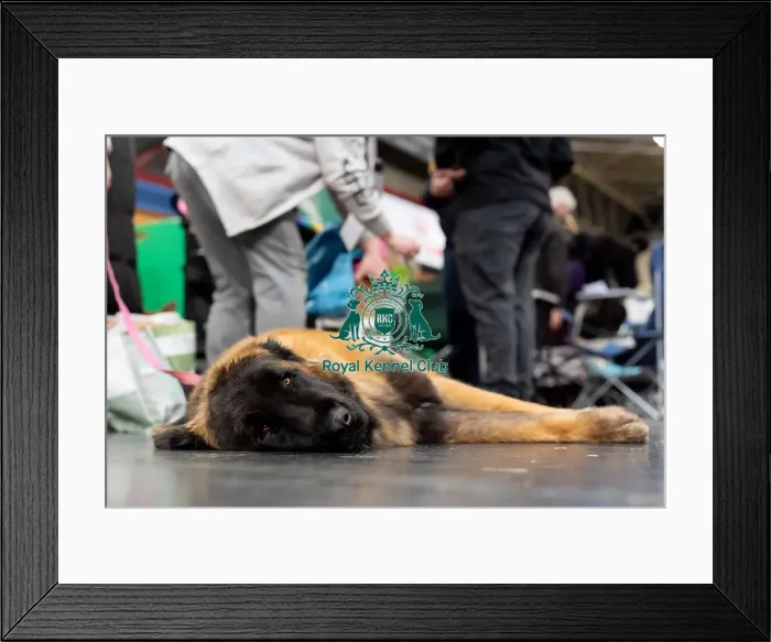 Framed Print : Sally McKinaly from Linconshire with Alva Framed Print : Sally McKinaly from Linconshire with Alva