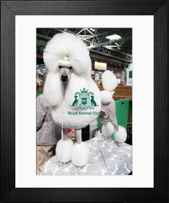 Framed Print : Kelly Delattre from France with Uma a Poodle (Standard) who was competing today (Friday 07 / 03 / 25) Framed Print : Kelly Delattre from France with Uma a Poodle (Standard) who was competing today (Friday 07 / 03 / 25)