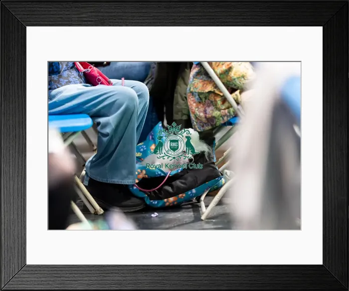 Framed Print : Poodle (Toy) Sleeping during the day (Friday 07 / 03 / 25) Framed Print : Poodle (Toy) Sleeping during the day (Friday 07 / 03 / 25)