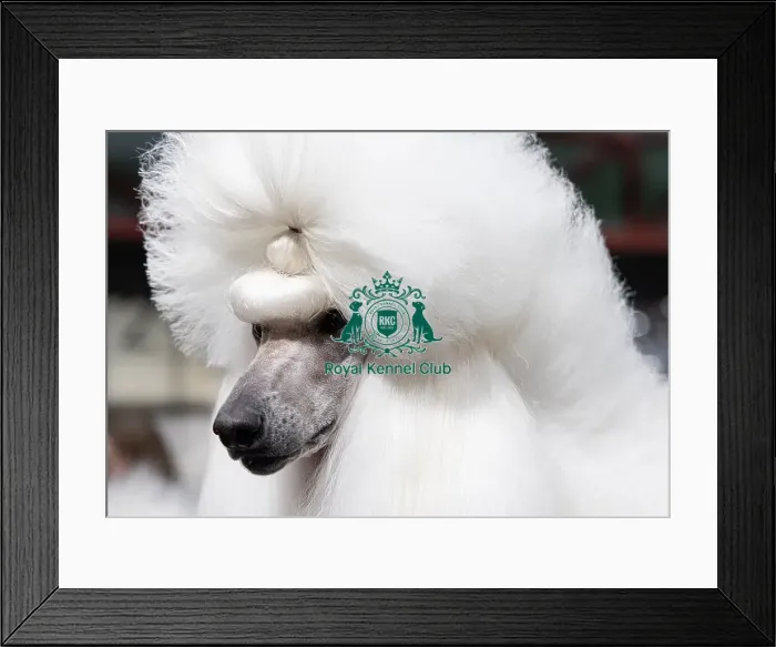 Framed Print : Kelly Delattre from France with Uma a Poodle (Standard) Framed Print : Kelly Delattre from France with Uma a Poodle (Standard)