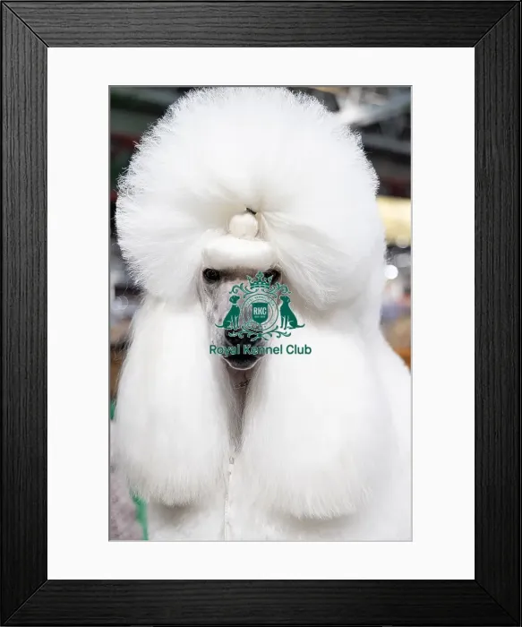 Framed Print : Kelly Delattre from France with Uma a Poodle (Standard) who was competing today (Friday 07 / 03 / 25) Framed Print : Kelly Delattre from France with Uma a Poodle (Standard) who was competing today (Friday 07 / 03 / 25)