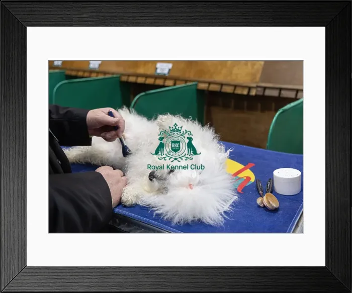 Framed Print : Mark Wratley from Birmingham with Enza a Bolognase who was competing today (Friday 07 / 03 / 25)