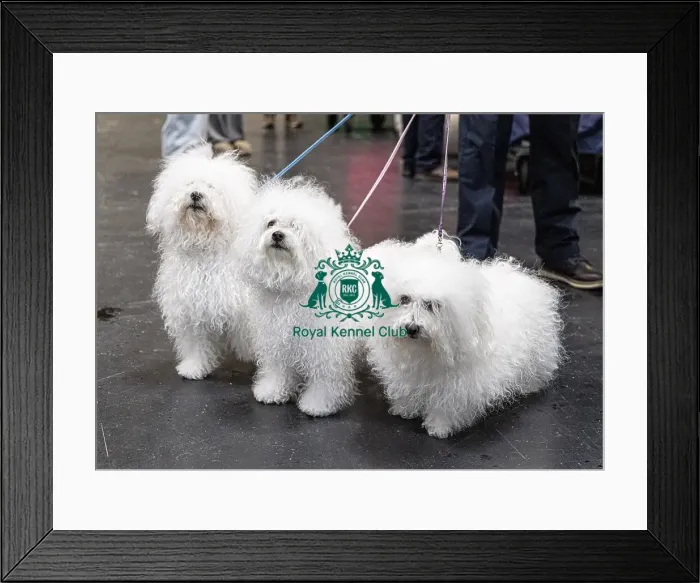 Framed Print : Odin, Tia & Call owned by Chris Thatcher from Somerset Bolognese's who were competing today (Friday 07 / 03 / 25) Framed Print : Odin, Tia & Call owned by Chris Thatcher from Somerset Bolognese's who were competing today (Friday 07 / 03 / 25)