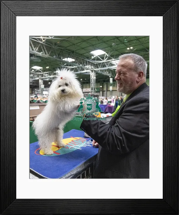 Framed Print : Mark Wratley from Birmingham with Enza a Bolognase who was competing today (Friday 07 / 03 / 25) Framed Print : Mark Wratley from Birmingham with Enza a Bolognase who was competing today (Friday 07 / 03 / 25)