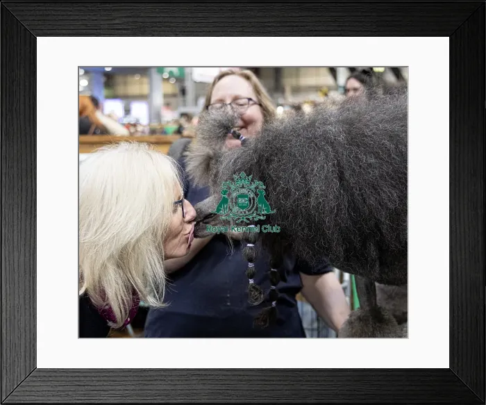 Framed Print : Sharon Cummings from Hampshire with Drama a poodle who was competing today (Friday 07 / 03 / 25) Framed Print : Sharon Cummings from Hampshire with Drama a poodle who was competing today (Friday 07 / 03 / 25)