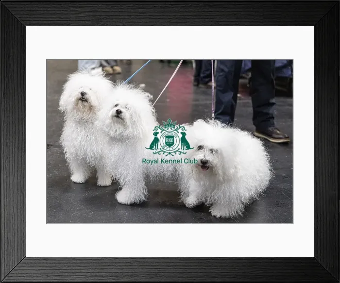 Framed Print : Odin, Tia & Call owned by Chris Thatcher from Somerset Bolognese's who were competing today (Friday 07 / 03 / 25) Framed Print : Odin, Tia & Call owned by Chris Thatcher from Somerset Bolognese's who were competing today (Friday 07 / 03 / 25)