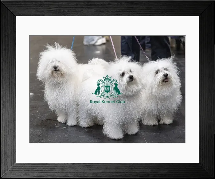 Framed Print : Odin, Tia & Call owned by Chris Thatcher from Somerset Bolognese's who were competing today (Friday 07 / 03 / 25) Framed Print : Odin, Tia & Call owned by Chris Thatcher from Somerset Bolognese's who were competing today (Friday 07 / 03 / 25)