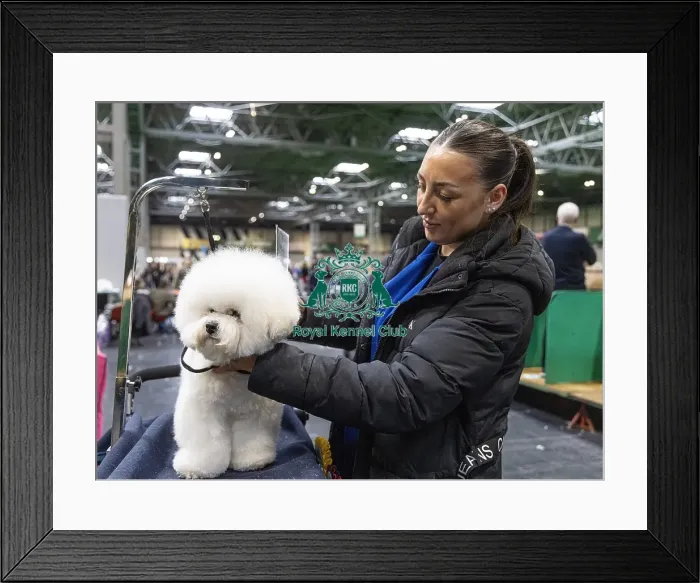 Framed Print : Chloe walker from Manchester with Rocco a Bichon Frise who was competing today (Friday 07 / 03 / 25) Framed Print : Chloe walker from Manchester with Rocco a Bichon Frise who was competing today (Friday 07 / 03 / 25)