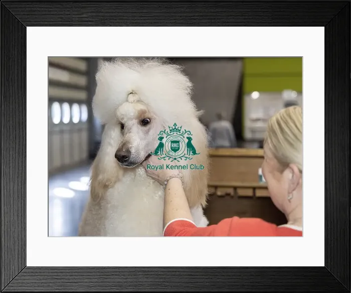 Framed Print : Katrina McLaughlin from Wales with Bono a Poodle (Standard) Framed Print : Katrina McLaughlin from Wales with Bono a Poodle (Standard)
