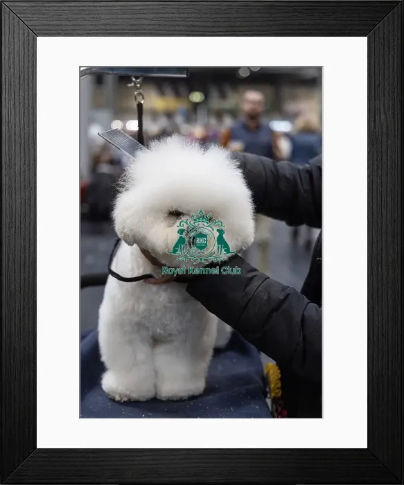 Framed Print : Chloe walker from Manchester with Rocco a Bichon Frise who was competing today (Friday 07 / 03 / 25) Framed Print : Chloe walker from Manchester with Rocco a Bichon Frise who was competing today (Friday 07 / 03 / 25)