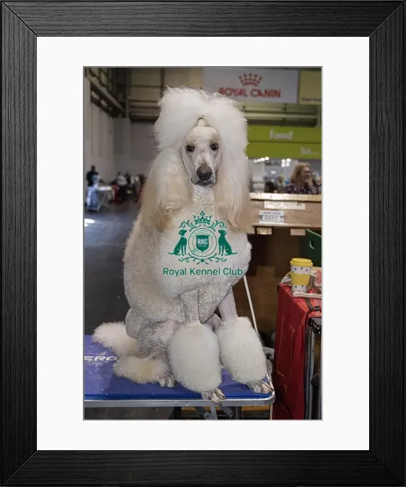 Framed Print : Katrina McLaughlin from Wales with Bono a Poodle (Standard) Framed Print : Katrina McLaughlin from Wales with Bono a Poodle (Standard)