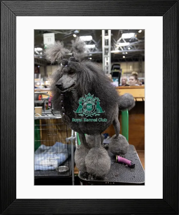 Framed Print : Sharon Cummings from Hampshire with Drama a poodle who was competing today (Friday 07 / 03 / 25) Framed Print : Sharon Cummings from Hampshire with Drama a poodle who was competing today (Friday 07 / 03 / 25)
