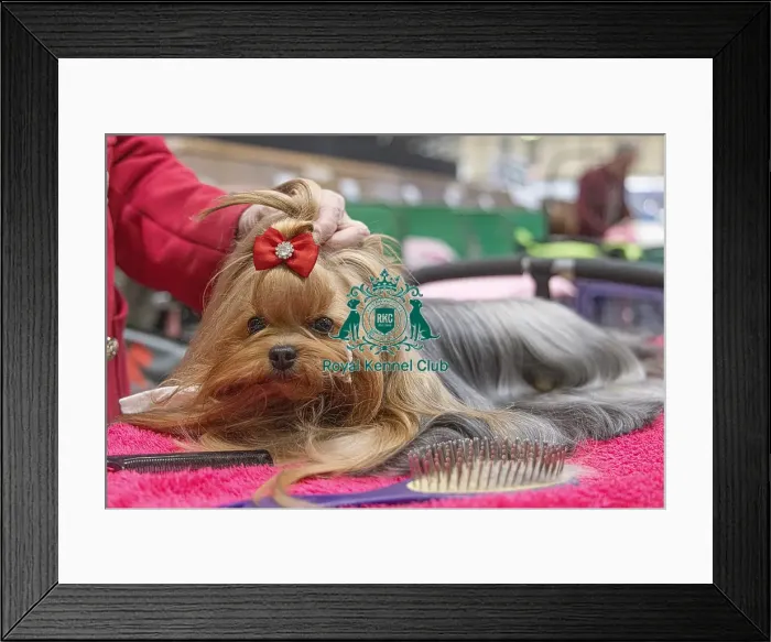 Framed Print : Rousl Dlozaxle from Lithuania with Tokyo Framed Print : Rousl Dlozaxle from Lithuania with Tokyo