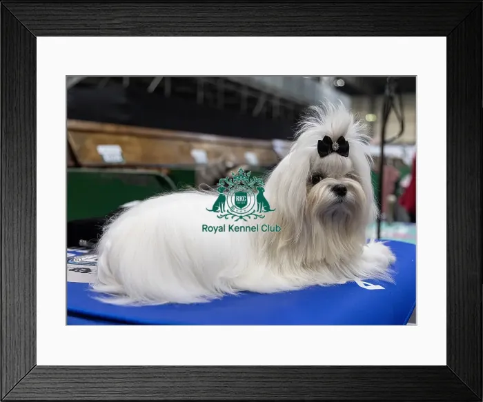 Framed Print : Bon Bon a Maltese, resting before competing today (Friday 07 / 03 / 25) Framed Print : Bon Bon a Maltese, resting before competing today (Friday 07 / 03 / 25)