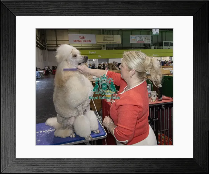 Framed Print : Katrina McLaughlin from Wales with Bono a Poodle (Standard) Framed Print : Katrina McLaughlin from Wales with Bono a Poodle (Standard)