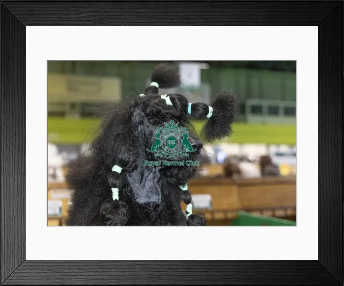 Framed Print : Ryu a Poodle (Standard), is getting groomed Framed Print : Ryu a Poodle (Standard), is getting groomed