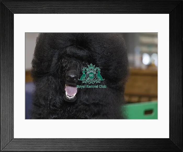 Framed Print : Kerry Thomas from Wales with Raven a Poodle (Standard)