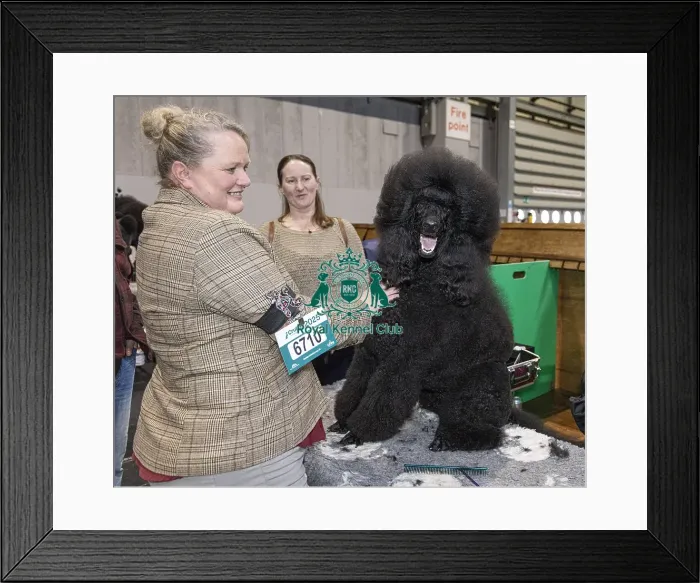 Framed Print : Kerry Thomas from Wales with Raven a Poodle (Standard)