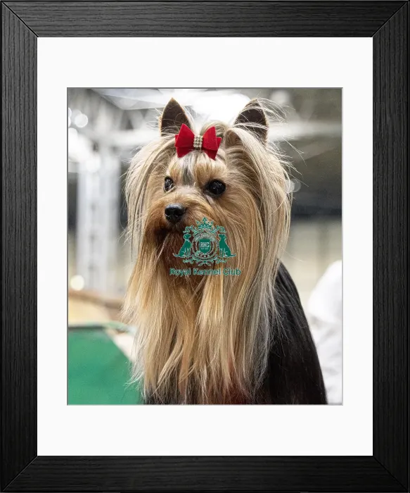 Framed Print : Archer a Yorkshire Terrier who was competing today (Friday 07 / 03 / 25) Framed Print : Archer a Yorkshire Terrier who was competing today (Friday 07 / 03 / 25)