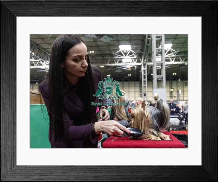 Framed Print : Sulich Dagmara from Poland with Unclja a Yorkshire Terrier who was competing today (Friday 07 / 03 / 25) Framed Print : Sulich Dagmara from Poland with Unclja a Yorkshire Terrier who was competing today (Friday 07 / 03 / 25)