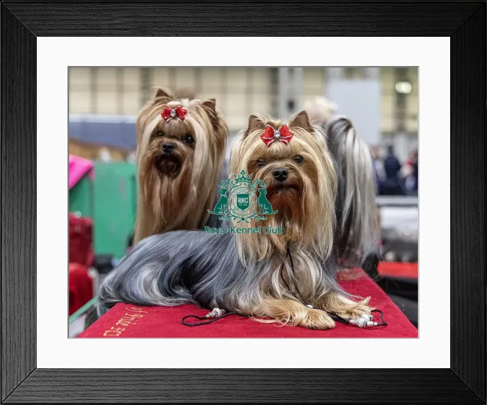 Framed Print : Unclja a Yorkshire Terrier who was competing today (Friday 07 / 03 / 25) Framed Print : Unclja a Yorkshire Terrier who was competing today (Friday 07 / 03 / 25)