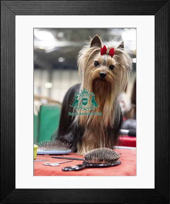Framed Print : Archer a Yorkshire Terrier who was competing today (Friday 07 / 03 / 25) Framed Print : Archer a Yorkshire Terrier who was competing today (Friday 07 / 03 / 25)