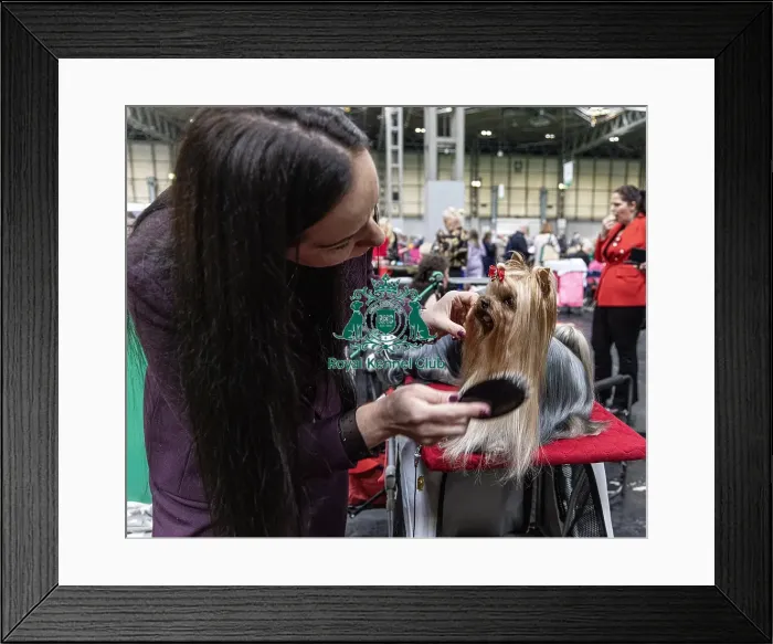 Framed Print : Sulich Dagmara from Poland with Unclja a Yorkshire Terrier who was competing today (Friday 07 / 03 / 25) Framed Print : Sulich Dagmara from Poland with Unclja a Yorkshire Terrier who was competing today (Friday 07 / 03 / 25)