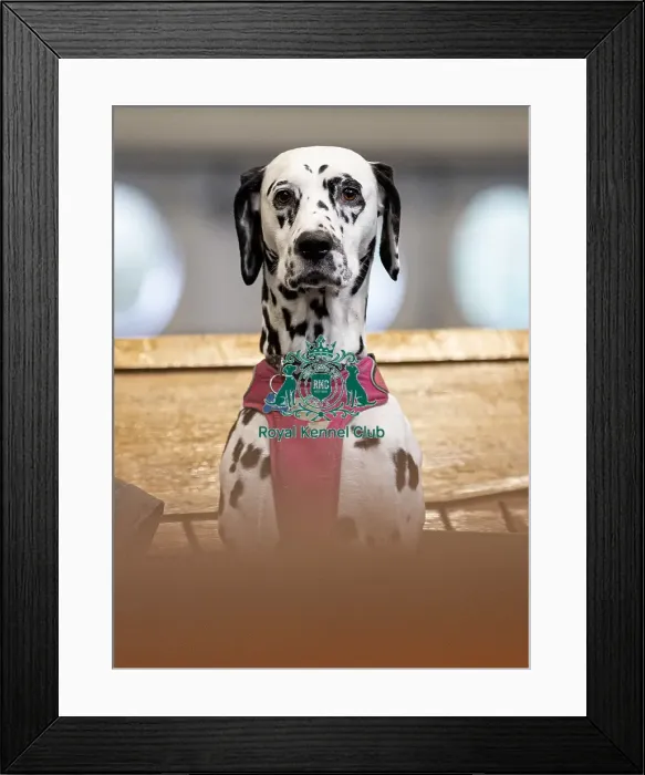 Framed Print : Mika a Dalmatian owned by Mr & Mrs Stubbings from North Lincolnshire who was competing today (Friday 07 / 03 / 25) Framed Print : Mika a Dalmatian owned by Mr & Mrs Stubbings from North Lincolnshire who was competing today (Friday 07 / 03 / 25)