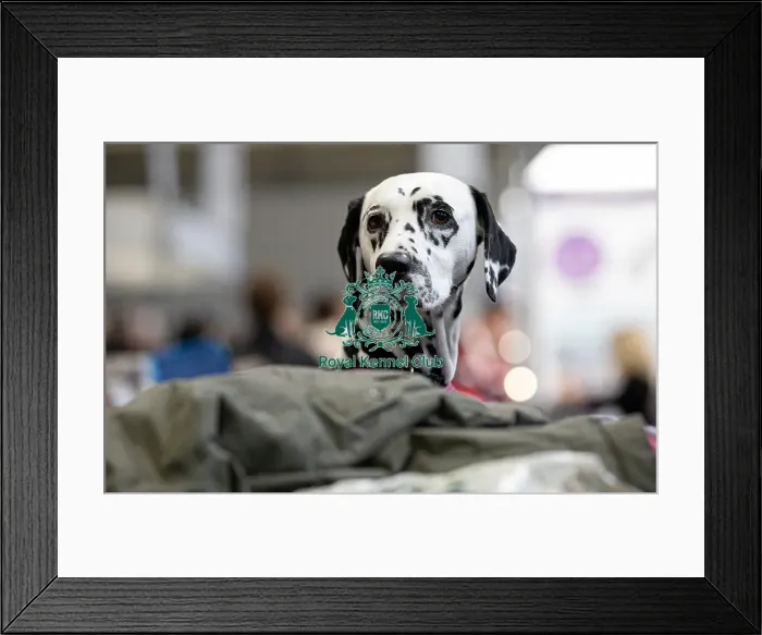 Framed Print : Mika a Dalmatian owned by Mr & Mrs Stubbings from North Lincolnshire who was competing today (Friday 07 / 03 / 25) Framed Print : Mika a Dalmatian owned by Mr & Mrs Stubbings from North Lincolnshire who was competing today (Friday 07 / 03 / 25)