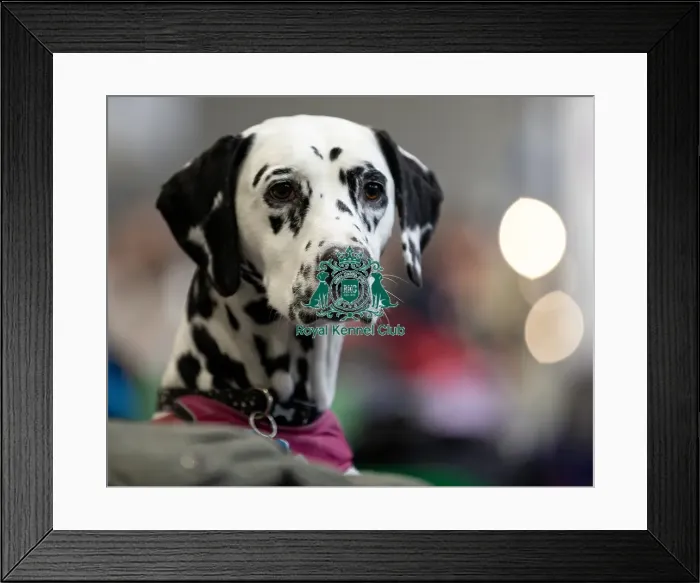 Framed Print : Mika a Dalmatian owned by Mr & Mrs Stubbings from North Lincolnshire who was competing today (Friday 07 / 03 / 25) Framed Print : Mika a Dalmatian owned by Mr & Mrs Stubbings from North Lincolnshire who was competing today (Friday 07 / 03 / 25)