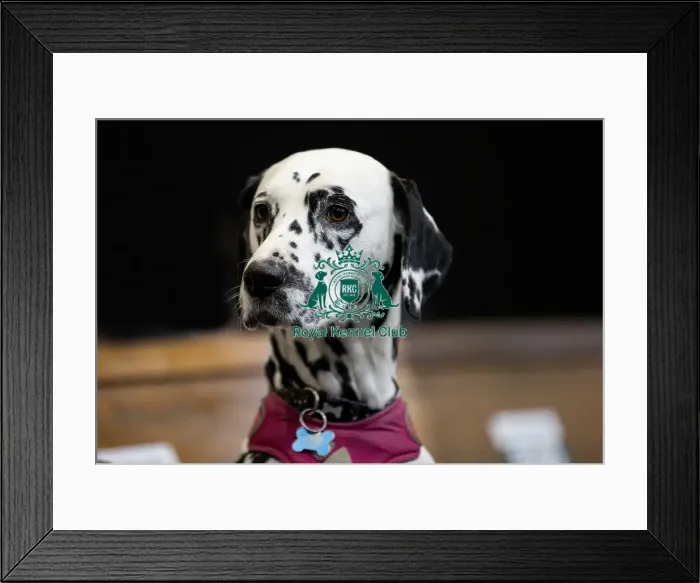 Framed Print : Mika a Dalmatian owned by Mr & Mrs Stubbings from North Lincolnshire who was competing today (Friday 07 / 03 / 25) Framed Print : Mika a Dalmatian owned by Mr & Mrs Stubbings from North Lincolnshire who was competing today (Friday 07 / 03 / 25)