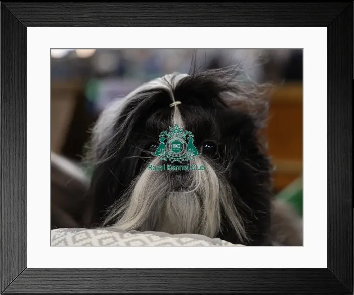 Framed Print : Kiara from Milton Keynes, a Shih Tzu Framed Print : Kiara from Milton Keynes, a Shih Tzu