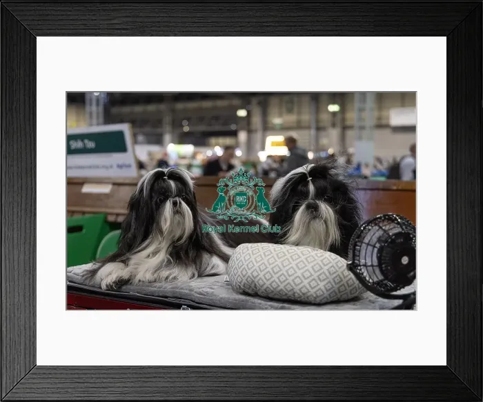 Framed Print : (L) Mika & (R) Kiara from Milton Keynes Framed Print : (L) Mika & (R) Kiara from Milton Keynes