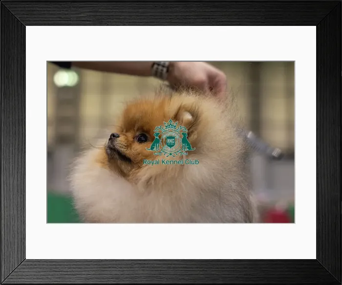 Framed Print : Toro from Slovenia a Pomeranian who was competing today (Friday 07 / 03 / 25) Framed Print : Toro from Slovenia a Pomeranian who was competing today (Friday 07 / 03 / 25)