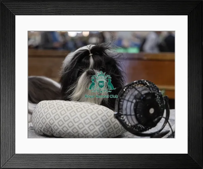 Framed Print : Kiara from Milton Keynes, a Shih Tzu Framed Print : Kiara from Milton Keynes, a Shih Tzu