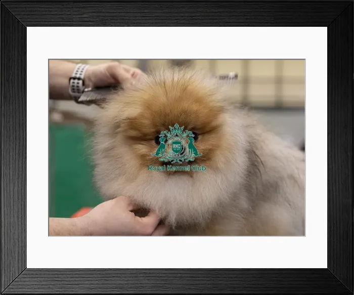Framed Print : Toro from Slovenia a Pomeranian who was competing today (Friday 07 / 03 / 25)