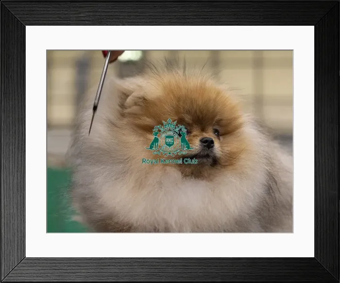 Framed Print : Toro from Slovenia a Pomeranian who was competing today (Friday 07 / 03 / 25)