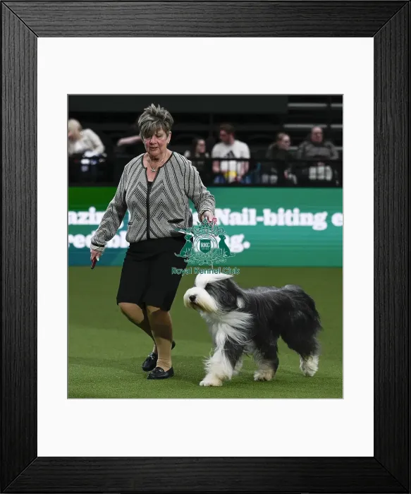 Framed Print : Bearded Collie, Wre Write The Stars From Noonie Bears With Bridus JW (Imp Bel) Framed Print : Bearded Collie, Wre Write The Stars From Noonie Bears With Bridus JW (Imp Bel)