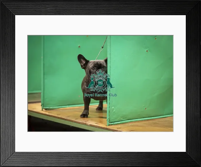 Framed Print : Pearl, a French Bulldog, who was competing today (Friday 07 / 03 / 25)