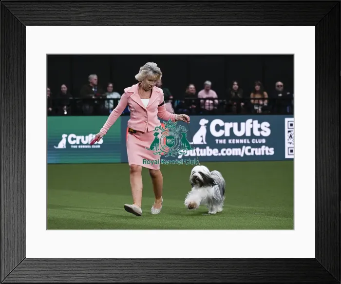 Framed Print : Tibetan Terrier, Ch Araki Wowie Zowie JW Framed Print : Tibetan Terrier, Ch Araki Wowie Zowie JW
