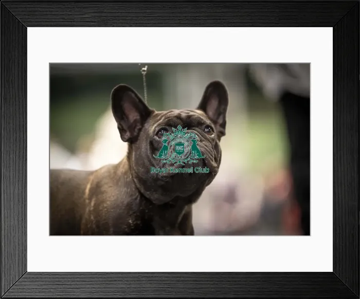 Framed Print : Pearl, a French Bulldog, who was competing today (Friday 07 / 03 / 25)
